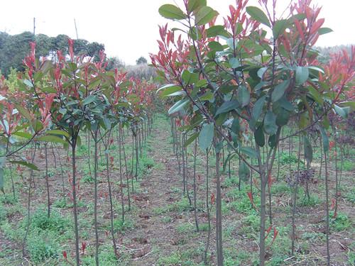 湖南紅葉石楠小苗價(jià)格瀏陽(yáng)紅葉石楠13707338569