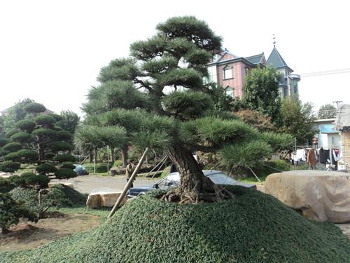 供应湖南自己造型大树罗汉松图片