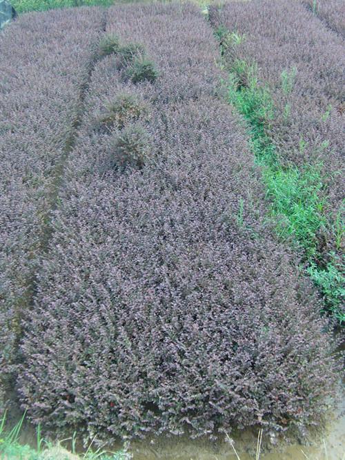 量大價優(yōu)圖片/量大價優(yōu)樣板圖 (3)