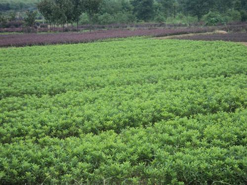 供應(yīng)湖南一年*百萬銷售