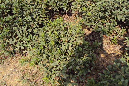 杜鵑圖片/杜鵑樣板圖 (3)