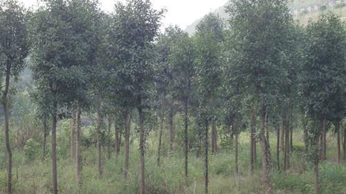 供應(yīng)1-12公分湖南杜英樹湖南杜英中苗湯璇德苗木基地直銷商