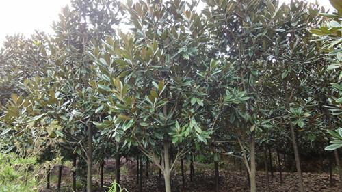 廣玉蘭圖片/廣玉蘭樣板圖 (2)