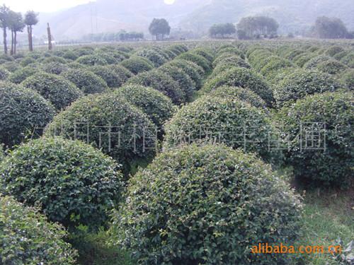 多種女貞極品球湖南女貞圖片