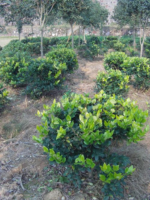 湖南女貞圖片/湖南女貞樣板圖 (2)