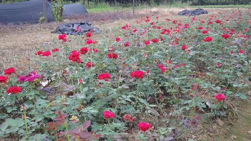 供應(yīng)湖南*苗木湖南豐花月季