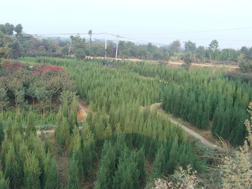 湖南苗木湖南綠化苗木圖片