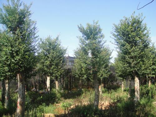 移栽野生大湖南榆樹圖片/移栽野生大湖南榆樹樣板圖 (3)