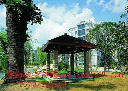 供應(yīng)湯璇德工程案例湖南苗木13707338569