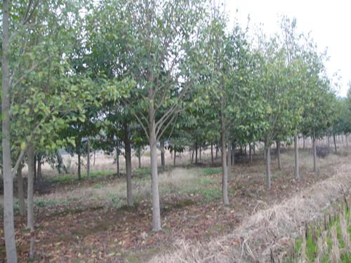 供應(yīng)移栽含笑湖南湖南綠化苗木樂昌含笑樹