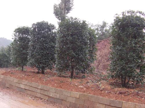 湖南桂花樹湖南紅葉石楠樹圖片