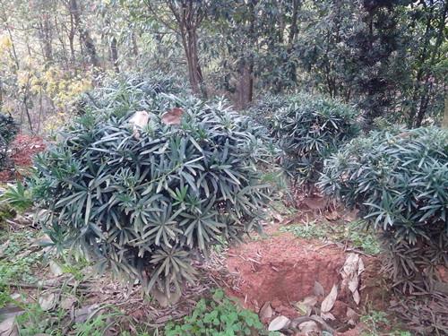 羅漢松圖片/羅漢松樣板圖 (4)