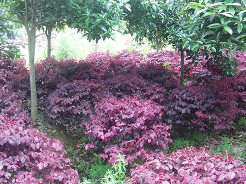 供應(yīng)13707338569湖南紅花繼木小苗