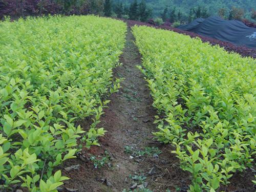 供應湖南女貞花木市場湯璇德直銷湖南*女貞柱女貞球湖南女貞小苗