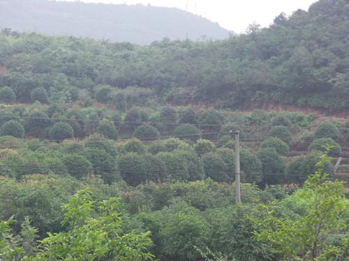 桂花小苗圖片/桂花小苗樣板圖 (2)