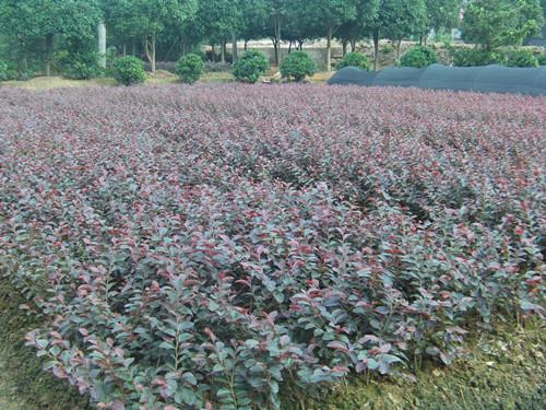 供應(yīng)紅花桎木一年小苗湖南工程小苗