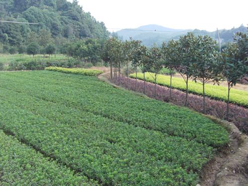 湯璇德杜鵑小苗急銷圖片