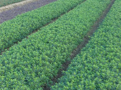 供應(yīng)湖南苗木基地大量派發(fā)湖南*