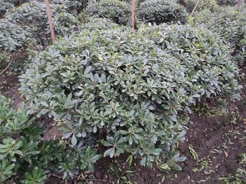 供應(yīng)八月直銷苗木湖南海棠球湖南海棠*球海棠苗木圖片報(bào)價(jià)