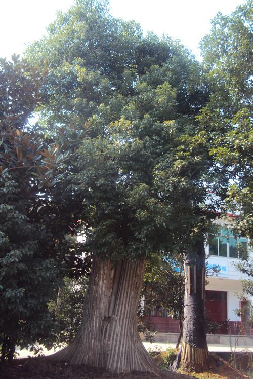 湖南特價精品香樟大樹圖片