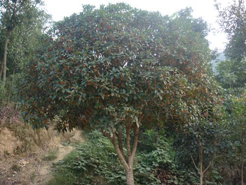 供應(yīng)湖南綠化苗木湖南綠化苗木價(jià)格還能*桂花