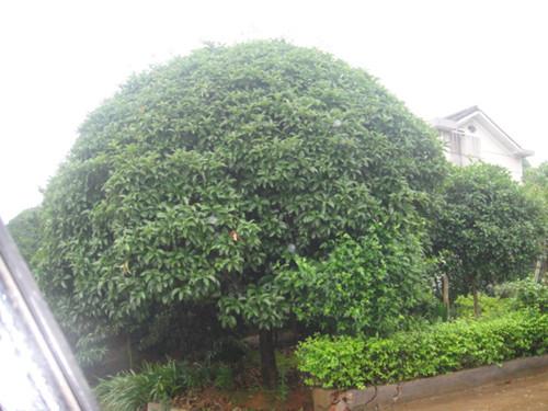 供應(yīng)湖南綠化苗木2*桂花