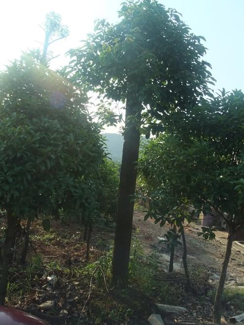 供應3-12公分湖南香樟銷售13707338569