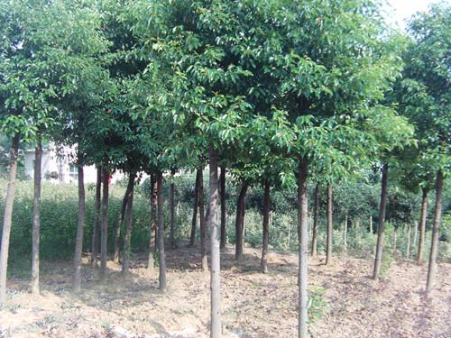 湯璇德低價(jià)處理湖南香樟樹湖南香樟圖片