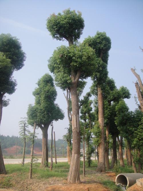 益陽矮腳移栽香樟大樹圖片