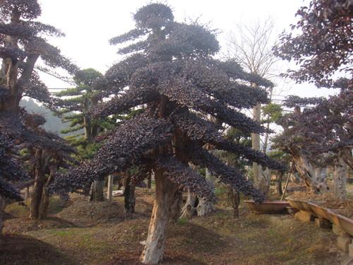 供應(yīng)湖南*苗木13707338569