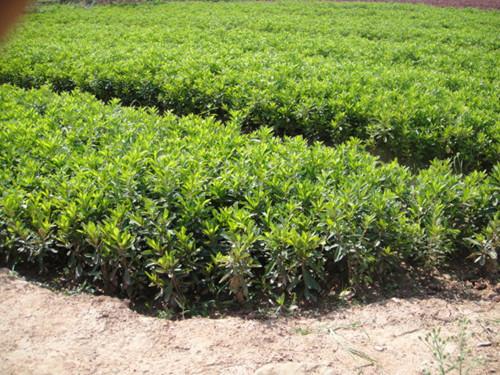 杜鵑圖片/杜鵑樣板圖 (4)