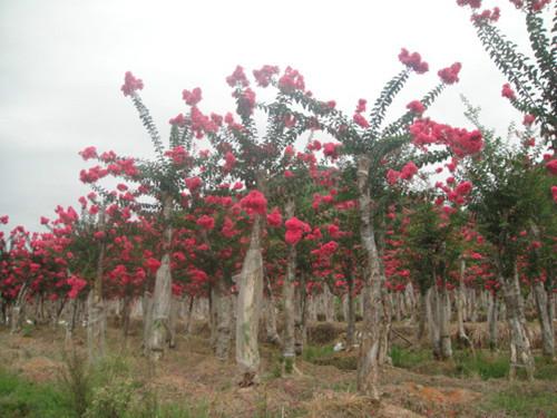 供應(yīng)湖南優(yōu)價(jià)紫薇樹