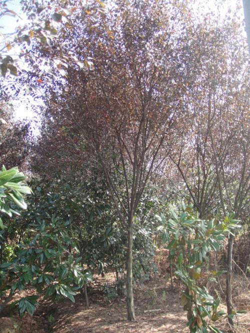 供應(yīng)湖南瀏陽市長沙湖南紅葉李移栽樹