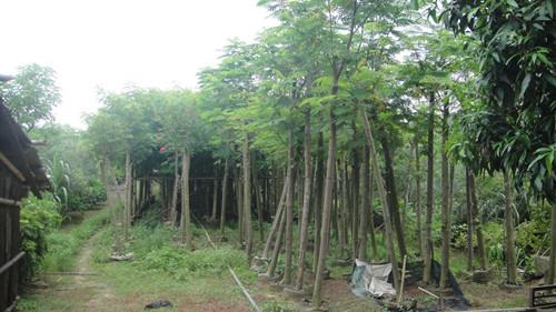 供應(yīng)黃山欒樹(shù)10公分-15公分土球欒樹(shù)