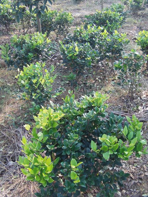 湖南女貞圖片/湖南女貞樣板圖 (3)