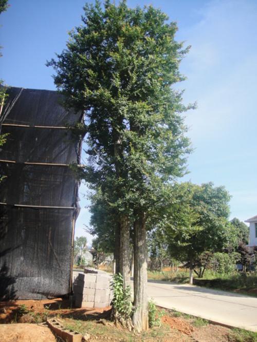 移栽野生大湖南榆樹圖片/移栽野生大湖南榆樹樣板圖 (4)