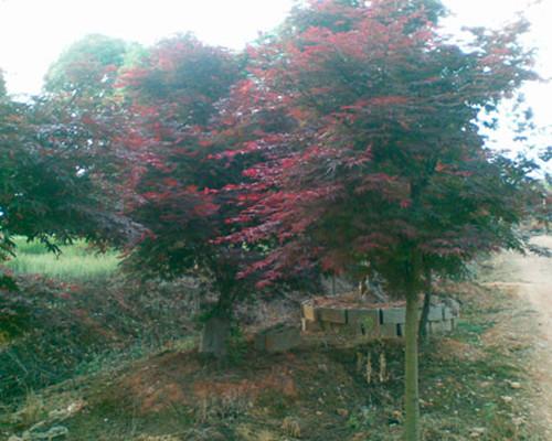 供應(yīng)湖南苗木基地湖南紅楓*區(qū)