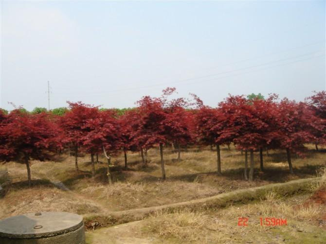 供應(yīng)美國紅楓樹湖南紅楓大樹
