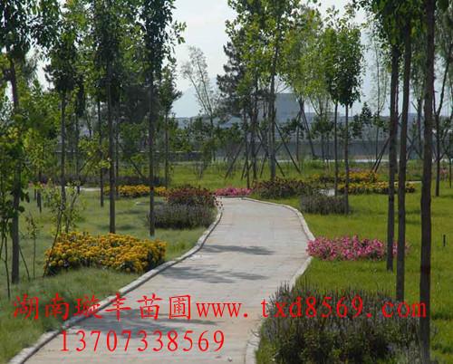 供應(yīng)湯璇德工程案例湖南苗木13707338569