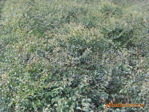 湖南苗木圖片/湖南苗木樣板圖 (2)