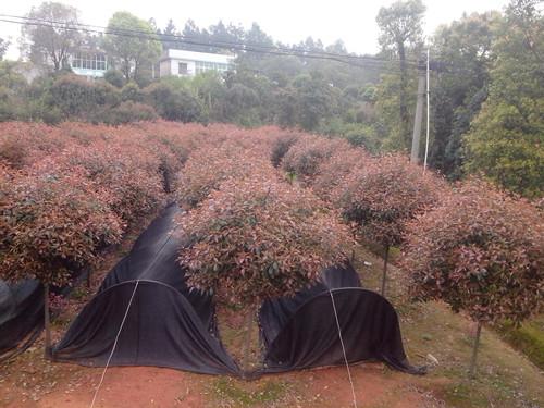 供應(yīng)湖南苗木湖南*紅葉石楠球13707338569