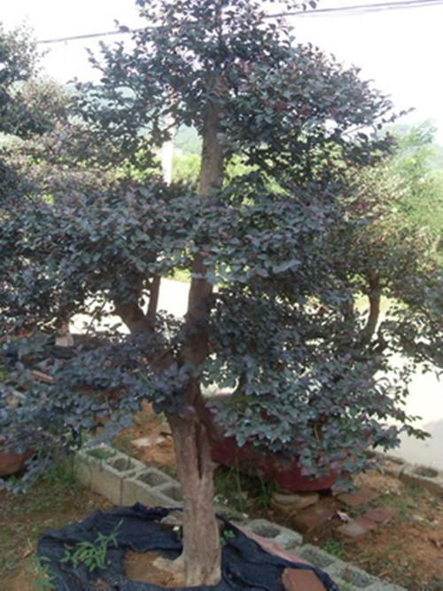 湖南苗木圖片/湖南苗木樣板圖 (2)