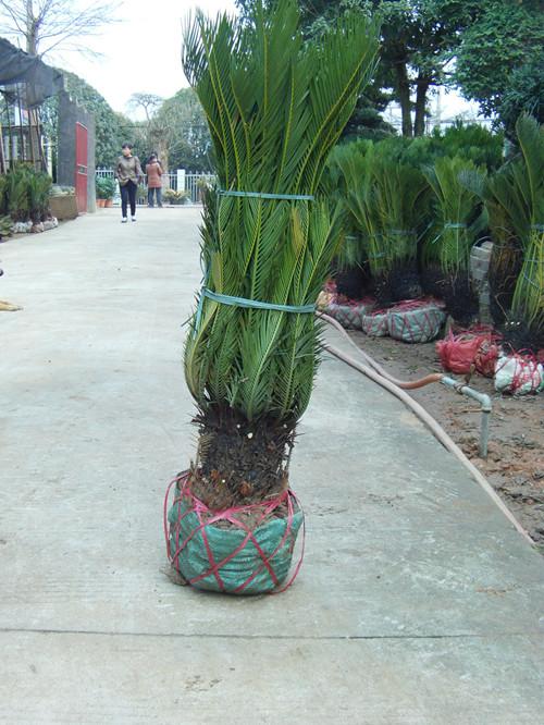 湖南廣玉蘭圖片/湖南廣玉蘭樣板圖 (4)