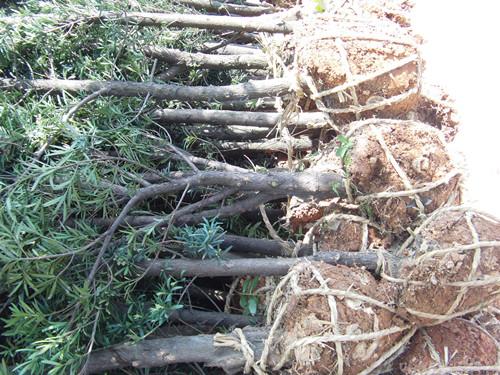 羅漢松圖片/羅漢松樣板圖 (2)