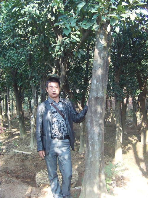 供應(yīng)*優(yōu)質(zhì)供應(yīng)湖南移栽香樟 香樟種植