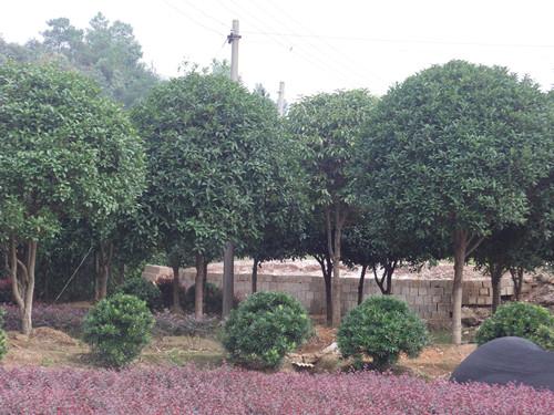 供應(yīng)湖南桂花八月桂12公分湖南八月桂