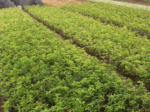 供應(yīng)桂花小苗八月桂小苗四季桂小苗