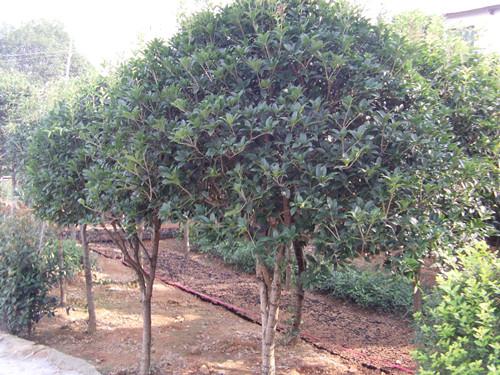 供應(yīng)鳳尾竹銷售基地湖南璇豐苗圃湯璇德花木苗場