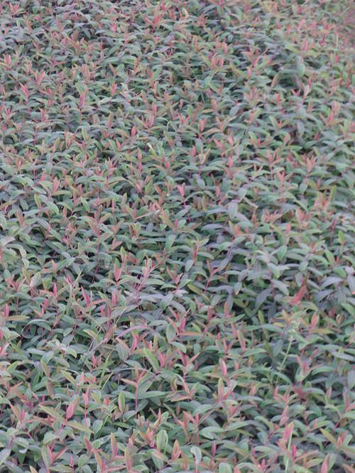 供應(yīng)紅花桎木嫁接造型樹樁