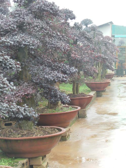 湖南精品苗木13707338569圖片